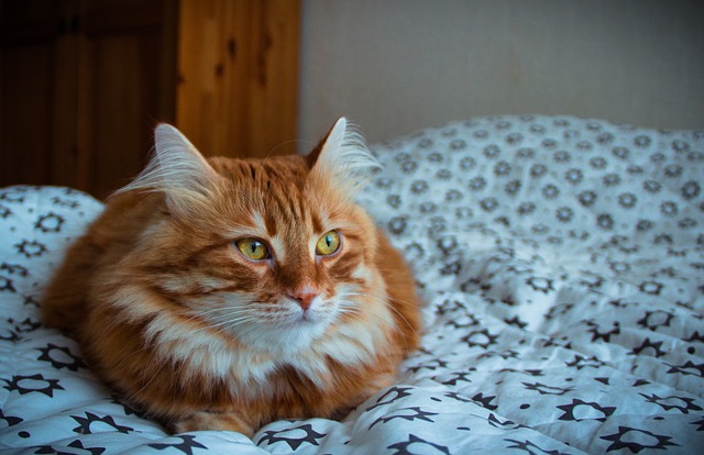 猫第三眼睑腺脱出是否会影响猫咪的视力或健康？